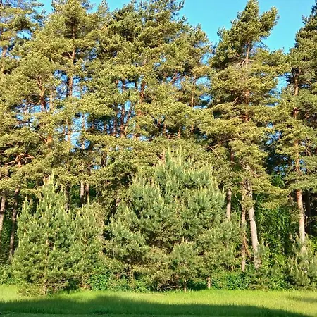Apartment Pine Forest By The Baltic Sea Palanga
